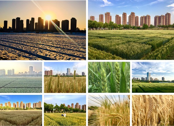 《麦田》-卢锐   合.jpg