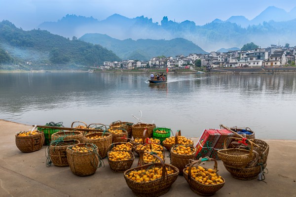 《江畔枇杷香》+洪厚云+六安路校区+PS后期班 13805510447 .jpg