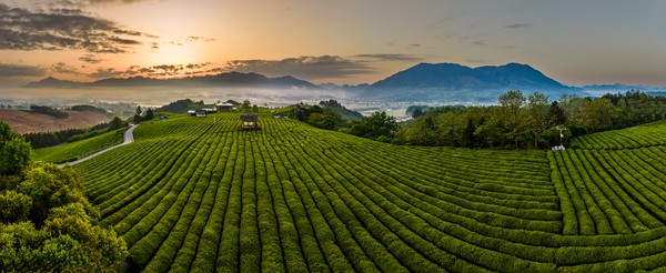 《曦山茶境》王丽华.jpg