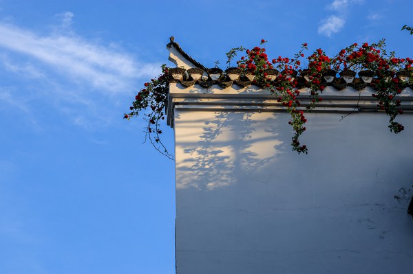 《黛墙花影》朱亚明.jpg