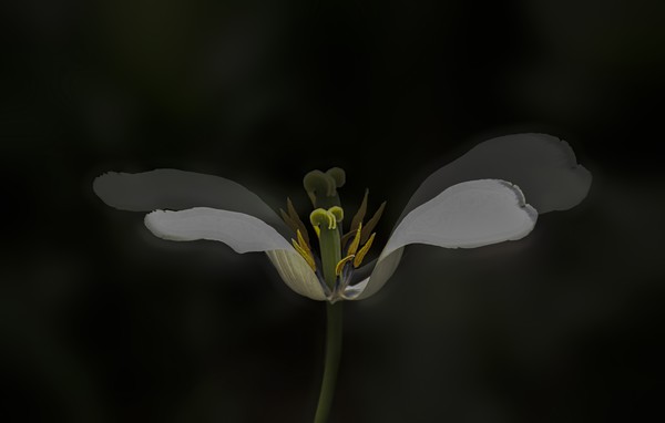 《轻展翅 欲飞翔》陈荣.jpg