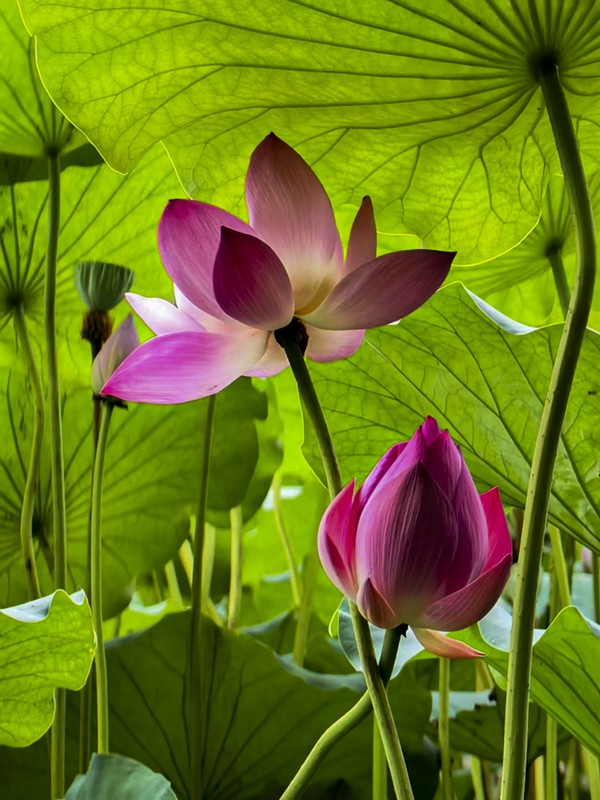 《夏荷》肖小涛.jpg
